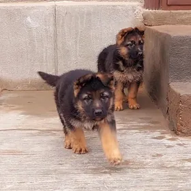 Afçarka güjükleri