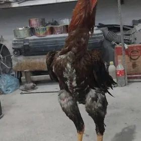 хораз байцы