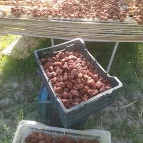 как ерик алма