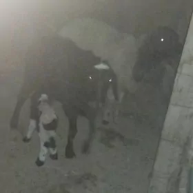 Кочкар койун