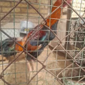 Tashkent bayes Prcha