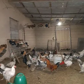 Towuk, horaz, juýje