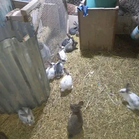 товшан чагалары