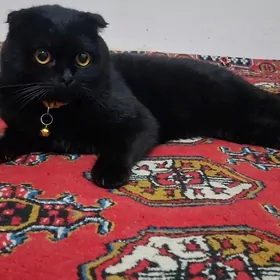 Вислоухий кот