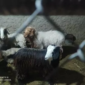 токлы гойун