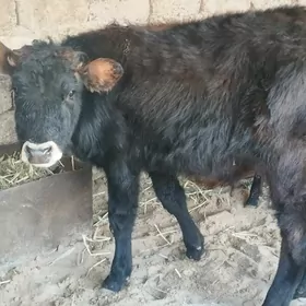 öküzçe tüwe öküz göle