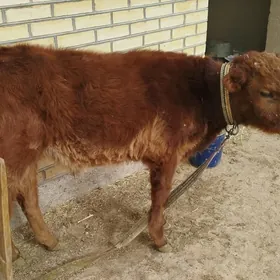 öküzçe  7 müñ manat