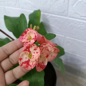 МОЛОЧАЙ МИЛЯ 