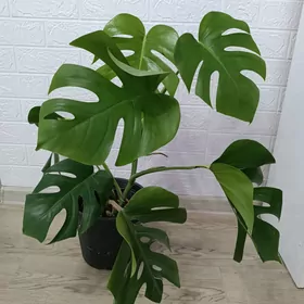 МОНСТЕРА ДЕЛИКАТЕС