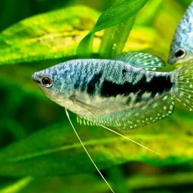 gurami howasyz yasayan balyk