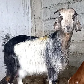 PÄKISTAN OWLAKLY GECI