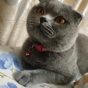 Shotlandskiy veslauhi