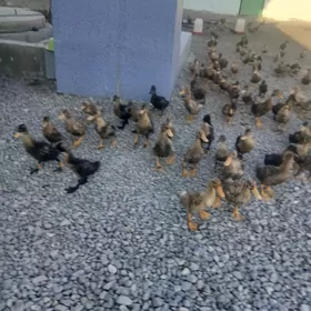 ordek gurat sagdynja 1aylik