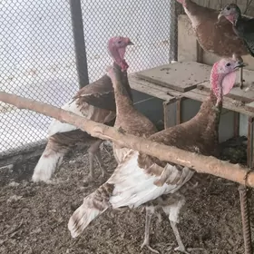 induk horaz owgan parod