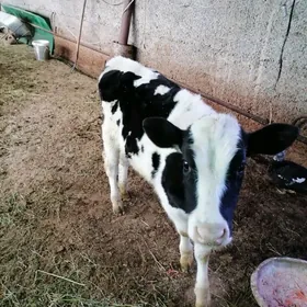 голштин ,канатка окуз