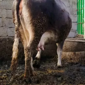 Gibrit Süÿytly bogoz sygyr