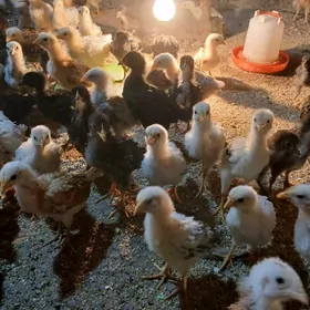 1 айлык товук жуйже