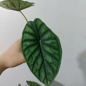 Алоказия Шкура Дракона