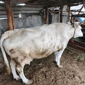 simental bogoz sygyr