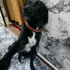 собака, щенок