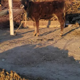 TÜWE ȘWES TOHIM YERLI MAL