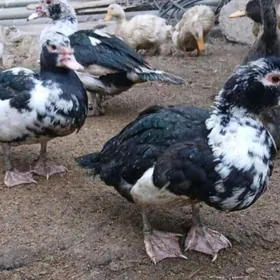 Ördek Indutga gus induk towuk