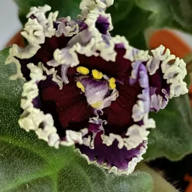 фиалки, фиалка, fialkа, gül