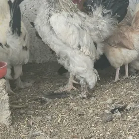 Original Brama horaz