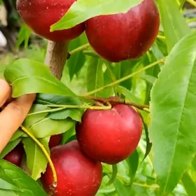 sapylan sitiller baglar