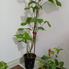 ДОМАШНИЕ РАСТЕНИЯ