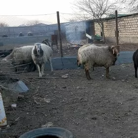 gisar goç goýun kisar