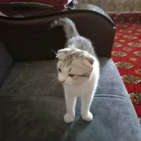 Кошка шотланка