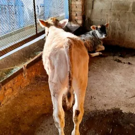 Arassa şiwit Gölely sygyr