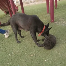 ŷewra peŷiski awçarka