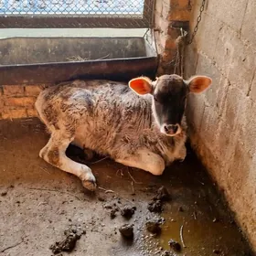 Şiwit Gölely sygyr