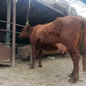 аргинал бурлат голели сыгыр