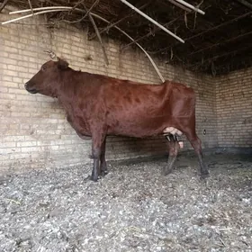 арасса бурлат голели сыгыр