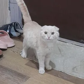 Вислоухий котёнок