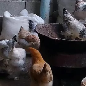 balgar tohum 6 aýlyk