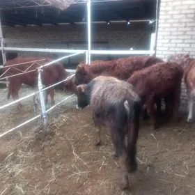 öküzler ve sygyrlar