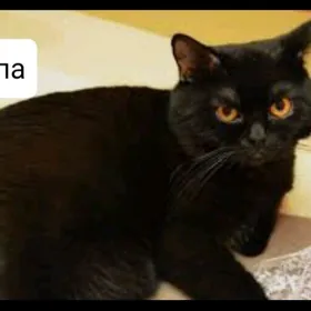 домашние животные