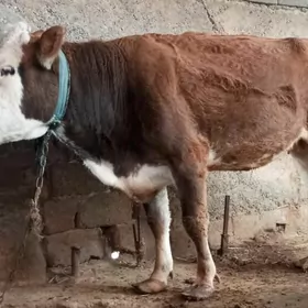 Simental sygyr kelek