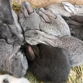 Flander towşan çagalary