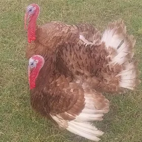 owgan paroda induklar