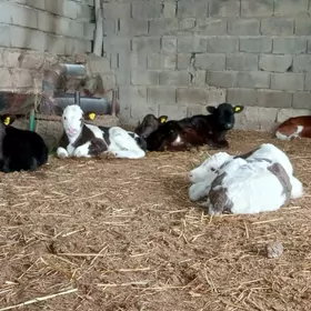 Öküz Göle Öküzçe