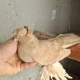 Жёлтый голуб-голубка