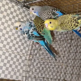 домашние птицы