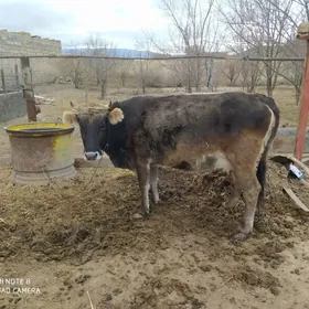 голели сыгыр