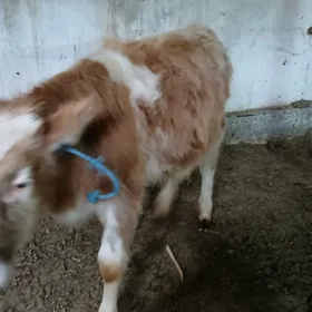 симентал окузче