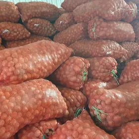 Картошка тохум